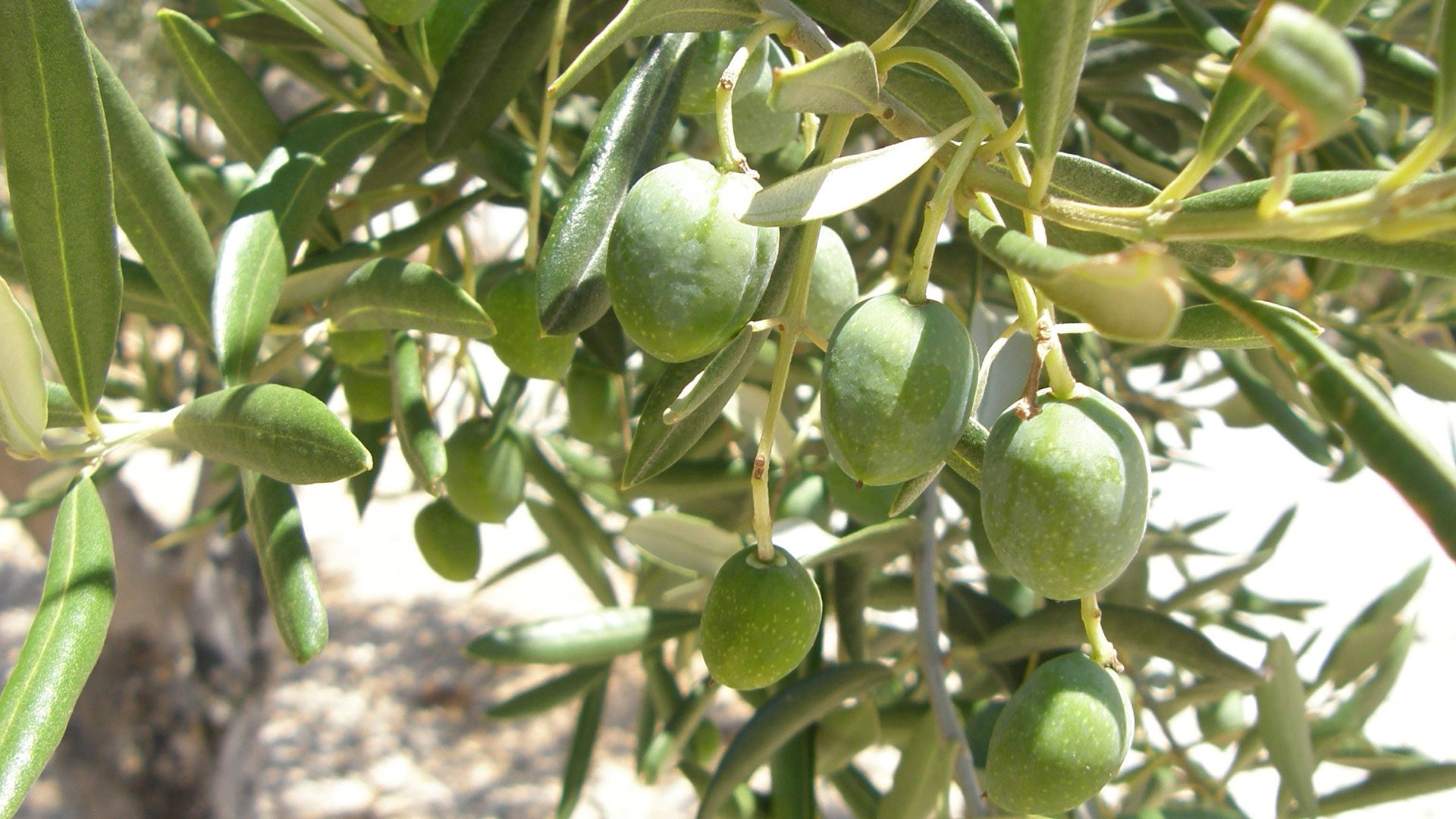 frische Oliven am Olivenbaum für Essenzen