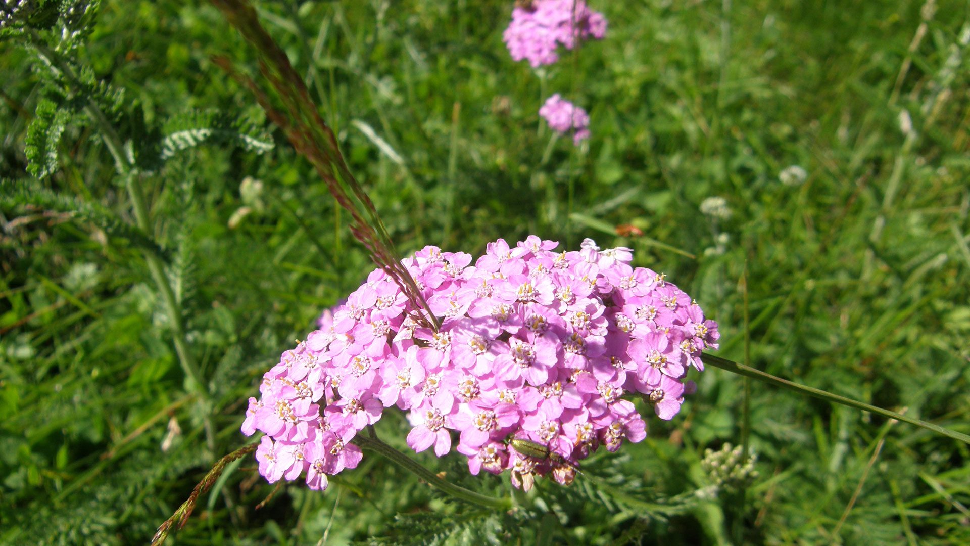 rosa Schafgarbe für Essenzen