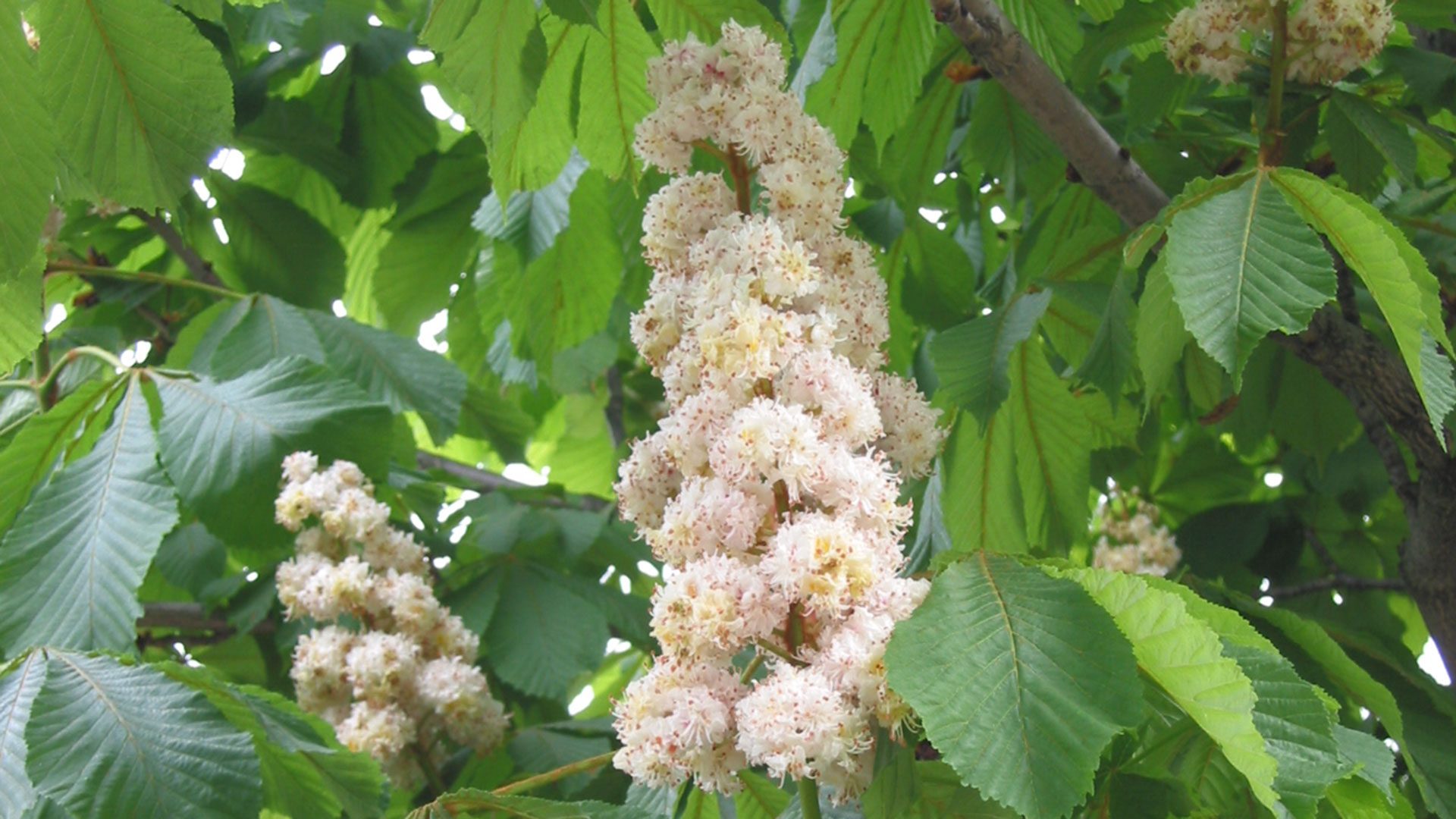 Kastanienblüten für Essenzen